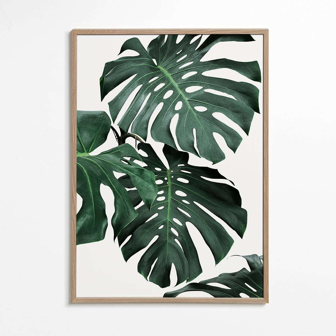 Monstera