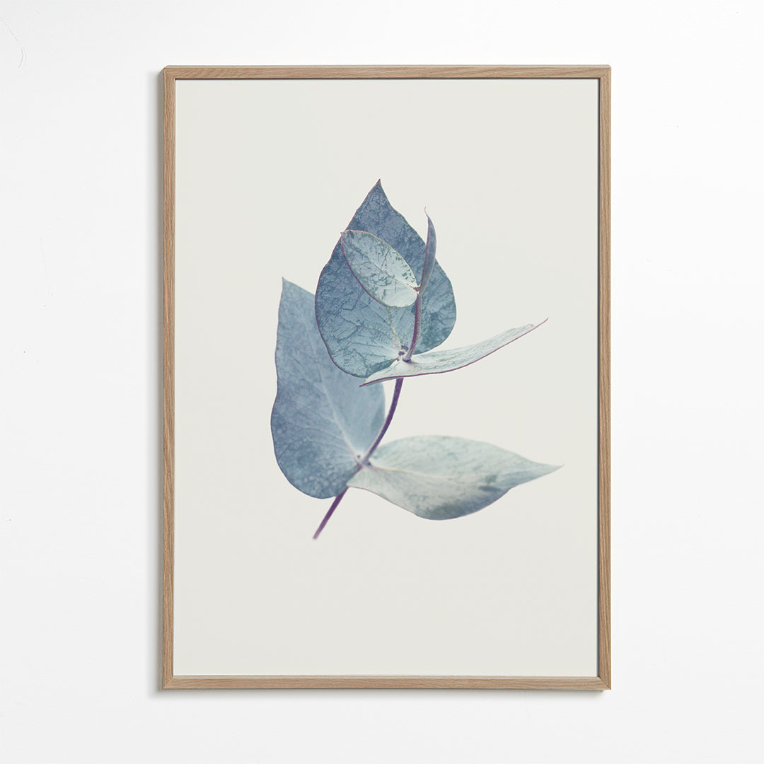 Eucalyptus I