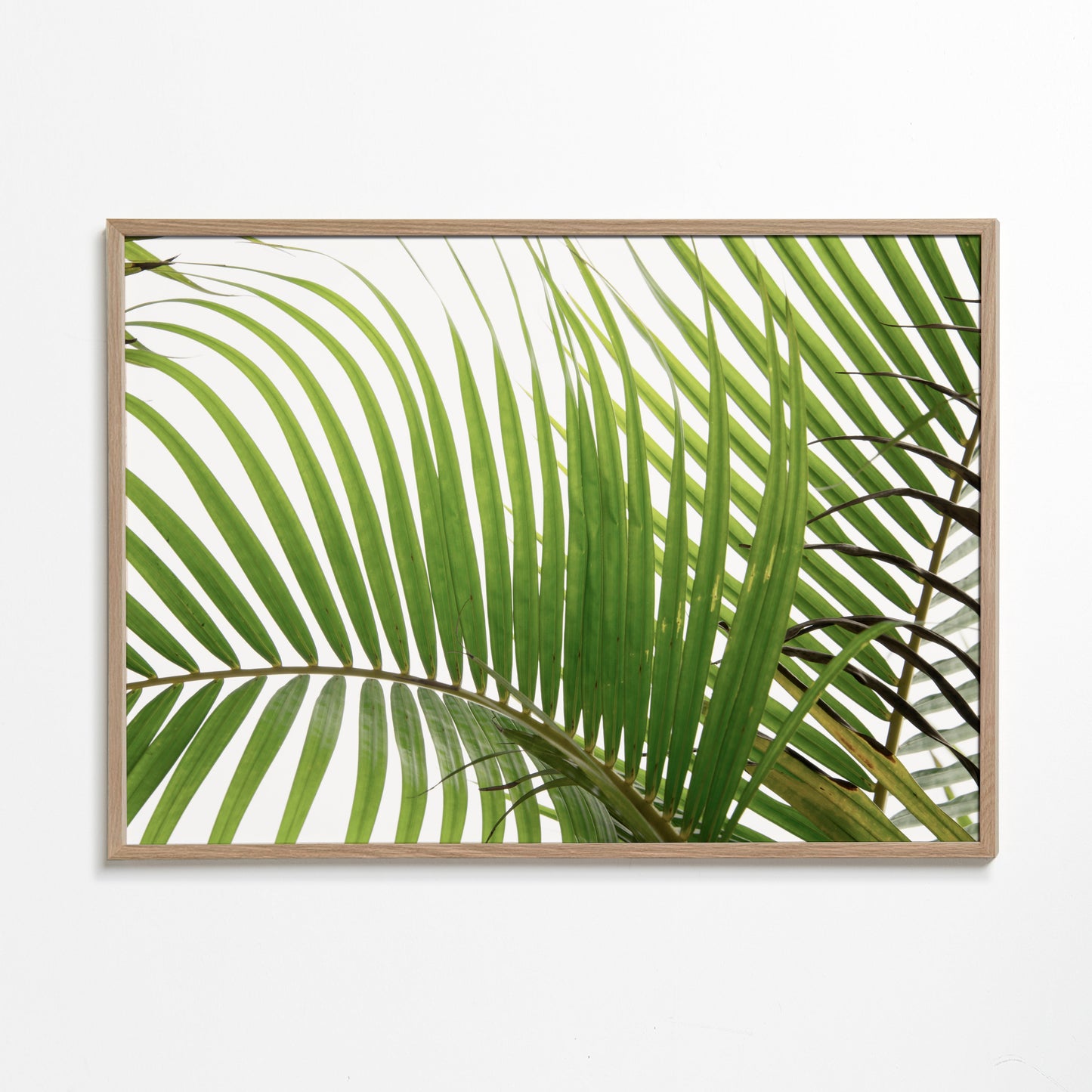 Palm Leaves 02
