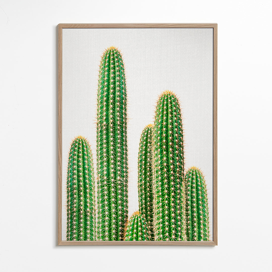 Cactus 2
