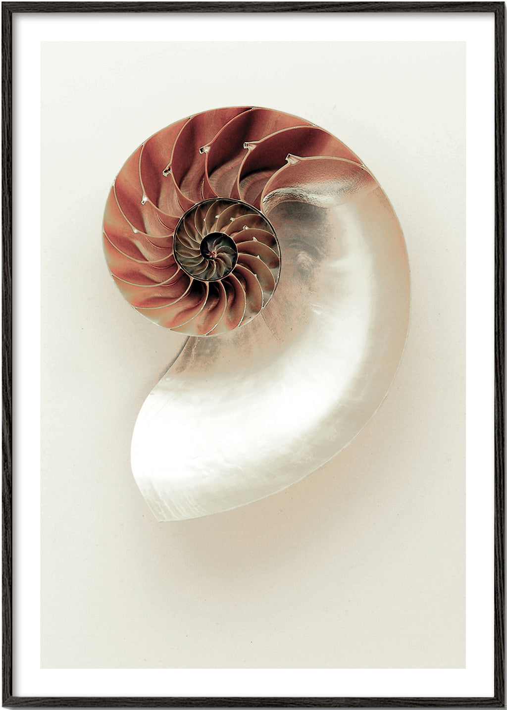 Fotografie einer Nautilus-Spirale