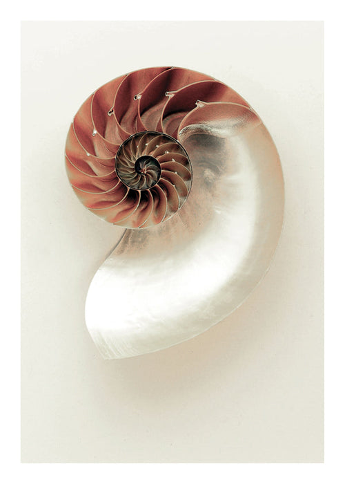 Fotografie einer Nautilus-Spirale