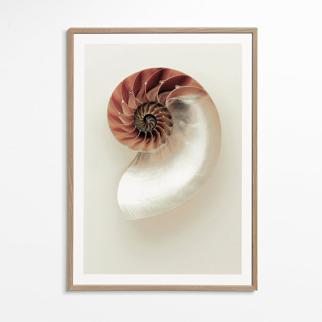 Fotografie einer Nautilus-Spirale
