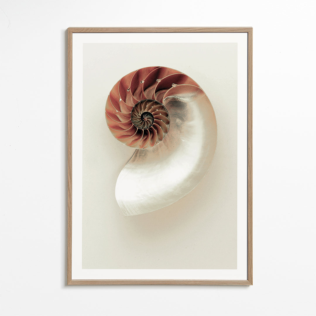 Fotografie einer Nautilus-Spirale