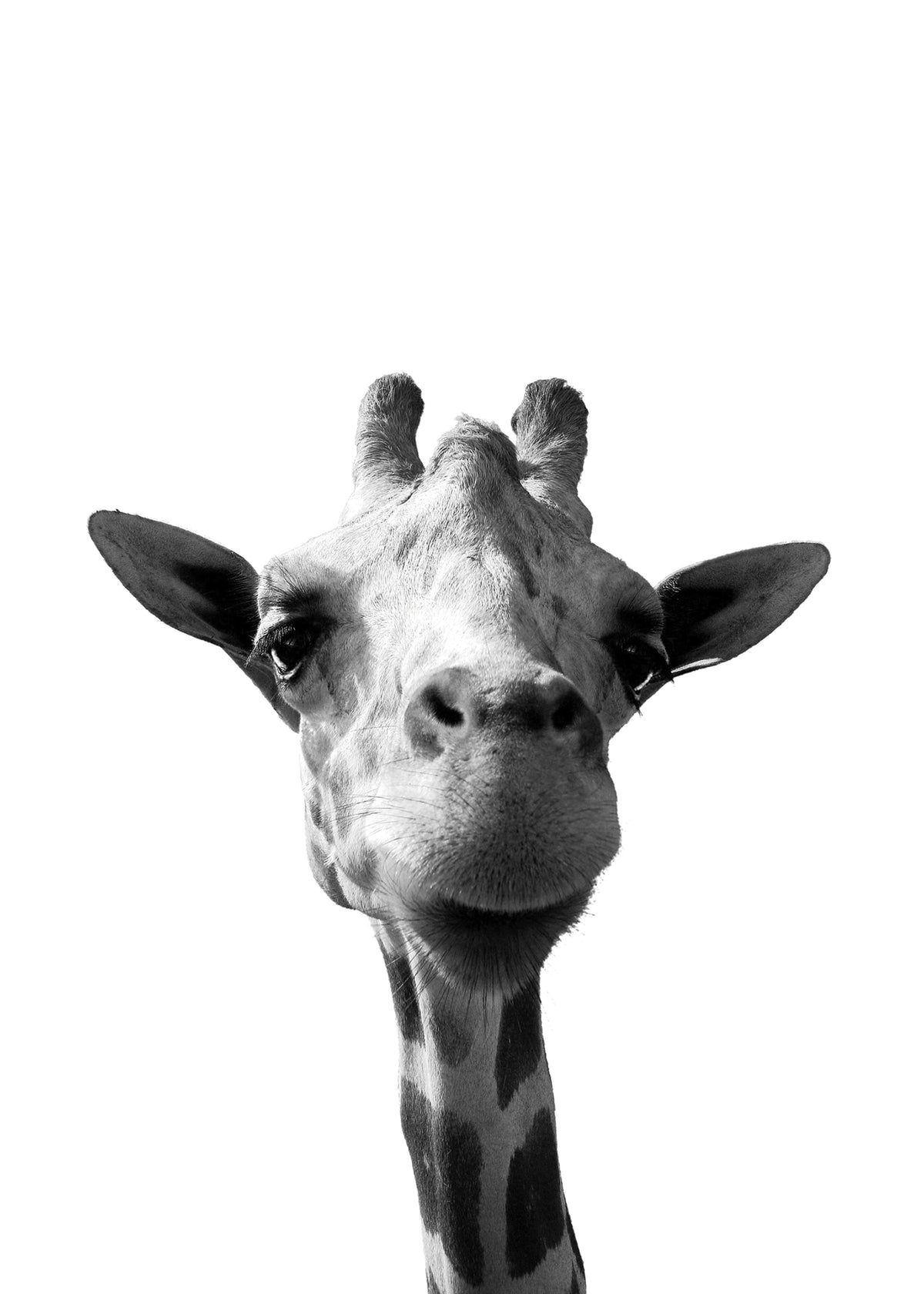 Happy giraffe - Unframed art print