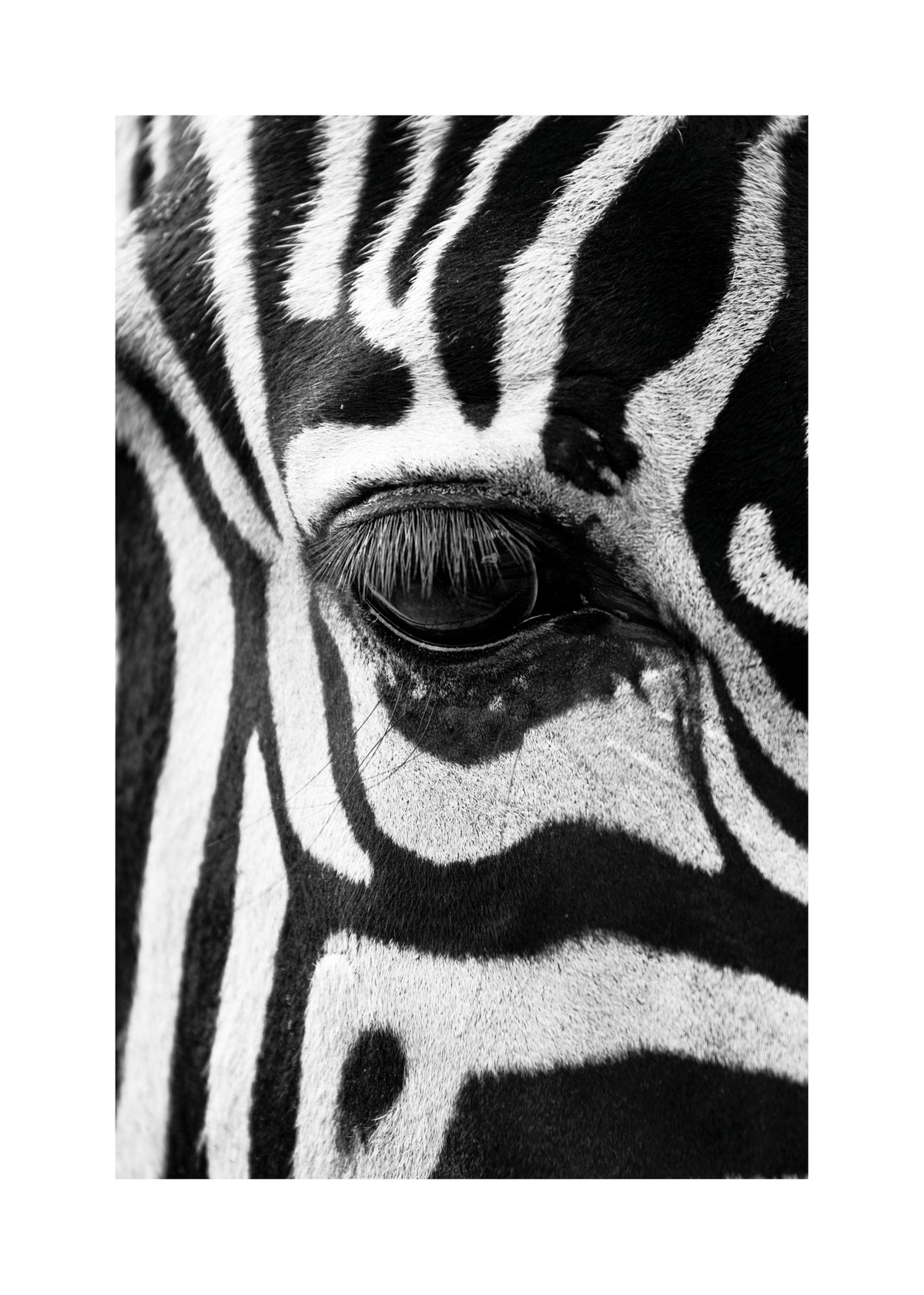 Zebra focus - Unframed art print