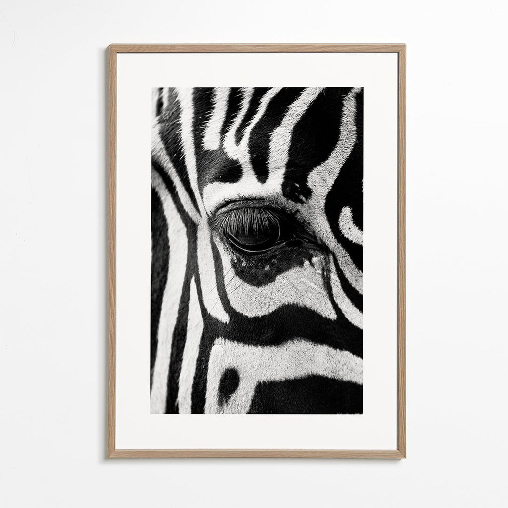Zebra focus