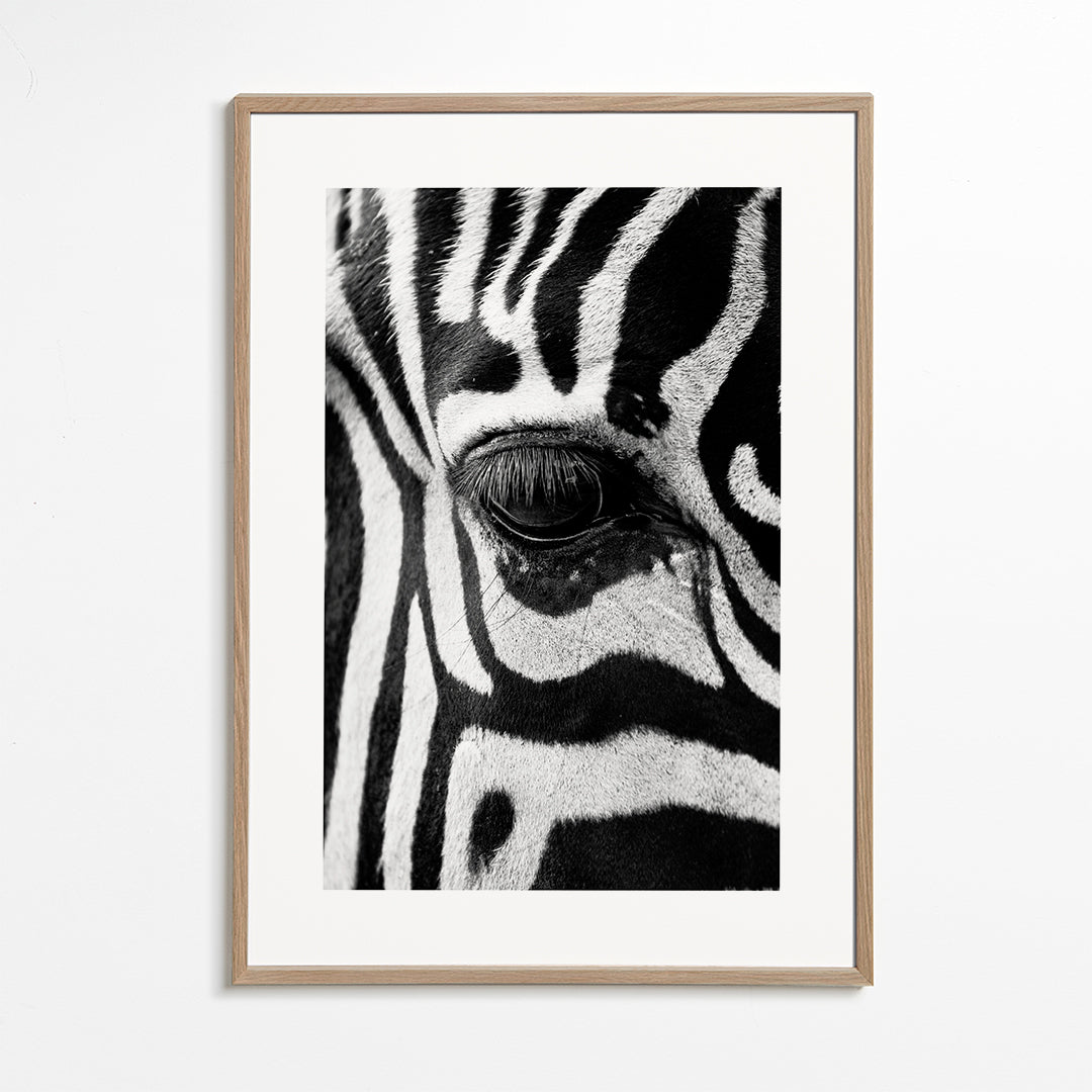 Zebra focus