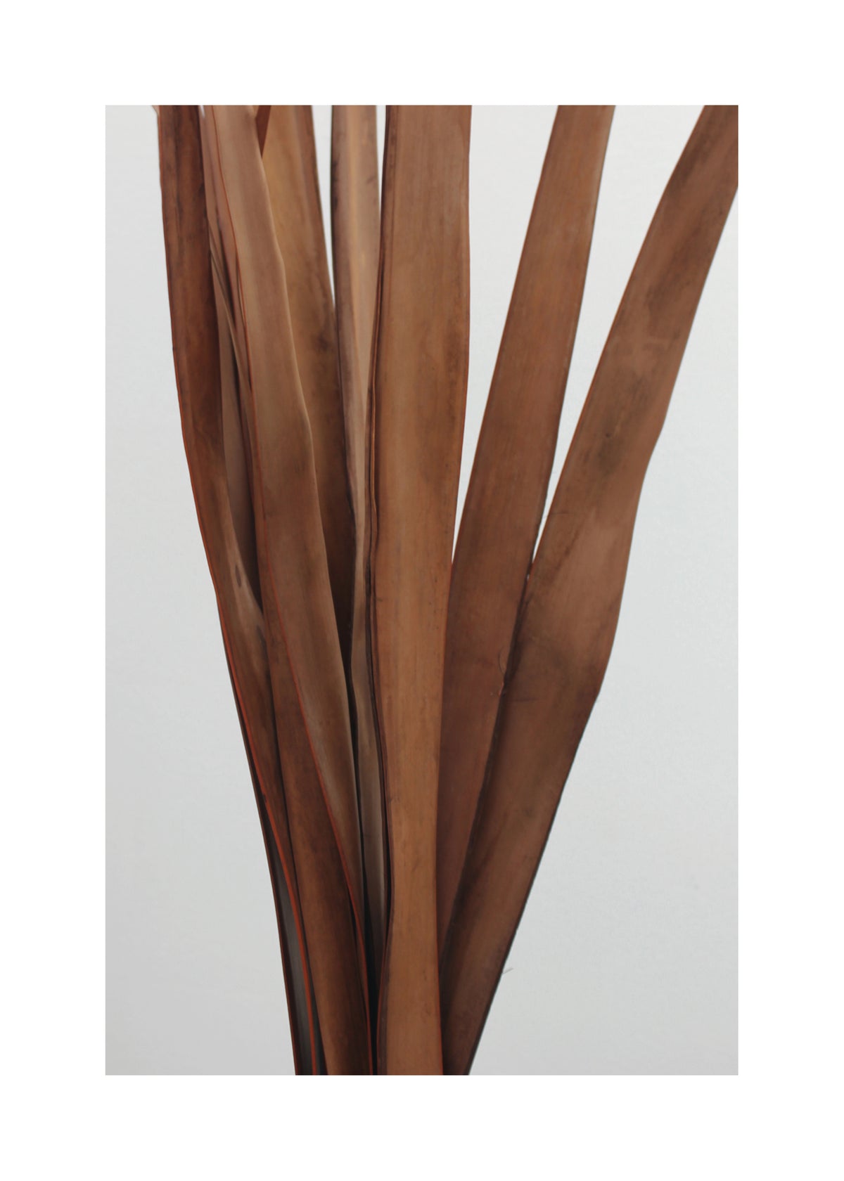 Earthy plant I - Unframed art print