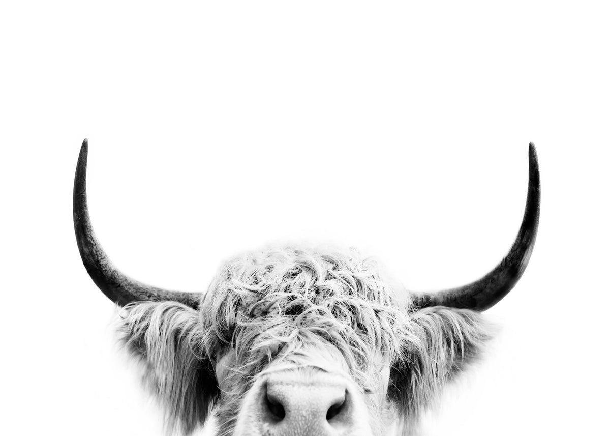 Peeking cow BW - Unframed art print