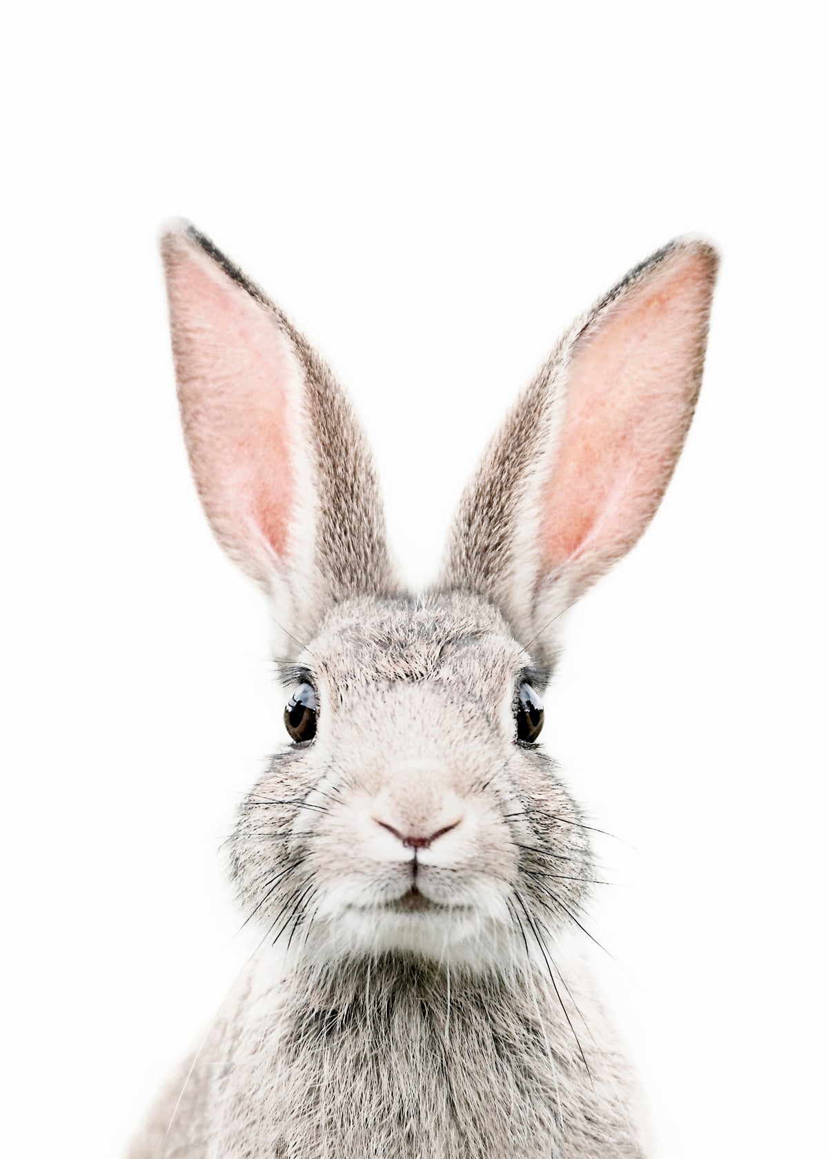 Bunny face - Unframed art print