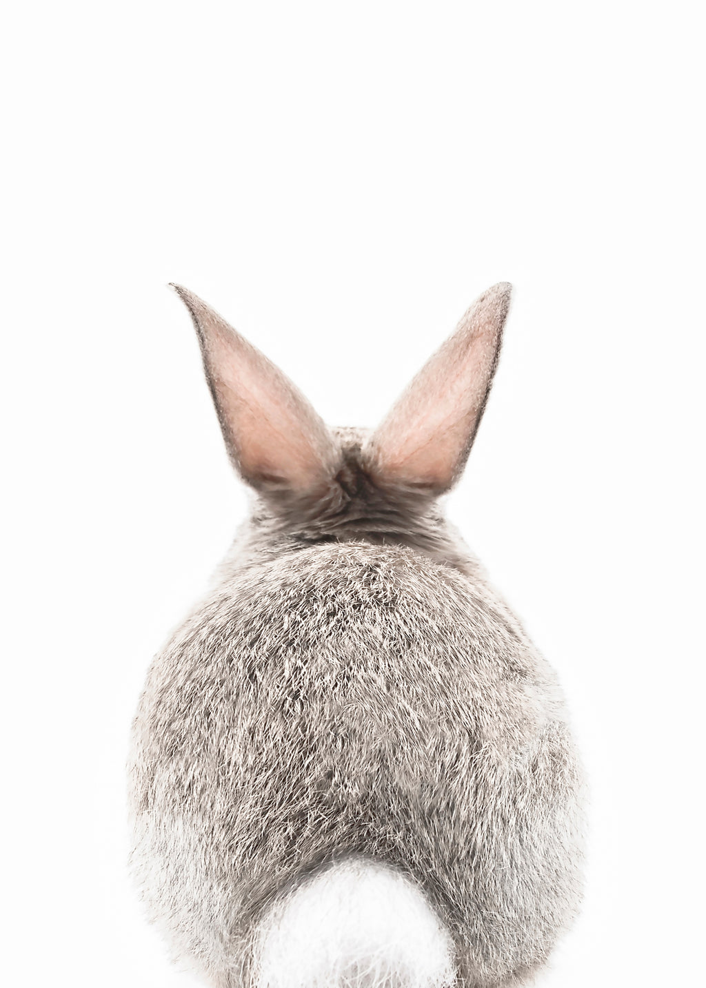 Bunny tail - Unframed art print