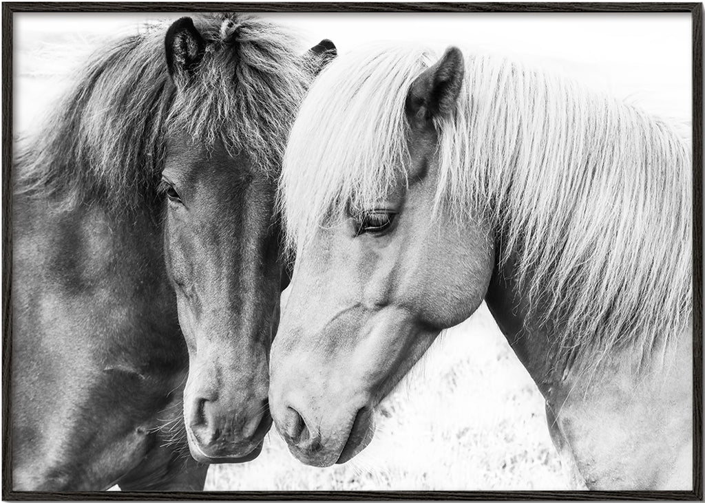 Horse Love