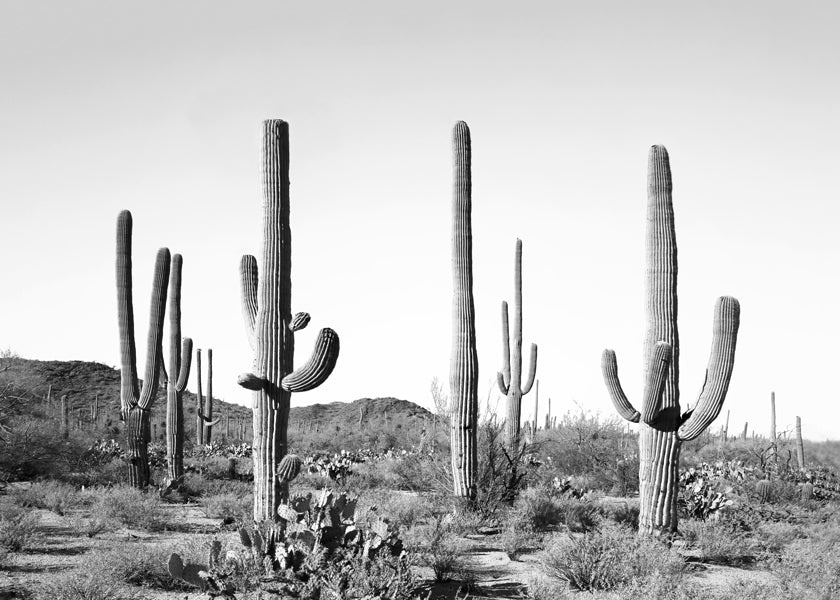 Grey Cactus