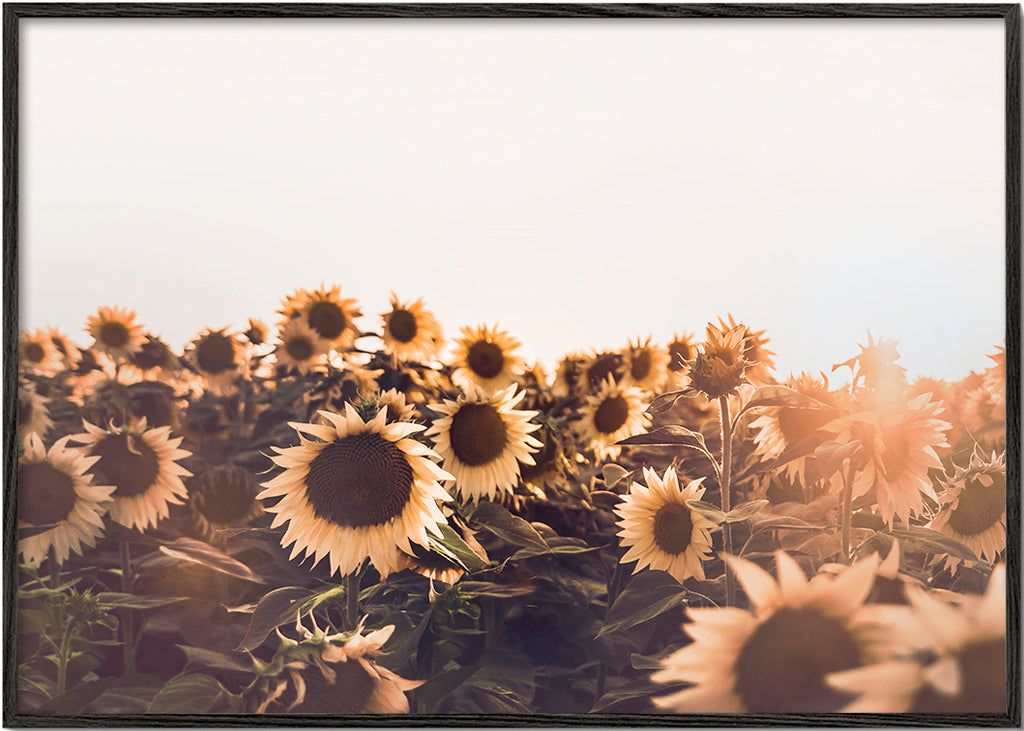 Sunflowers