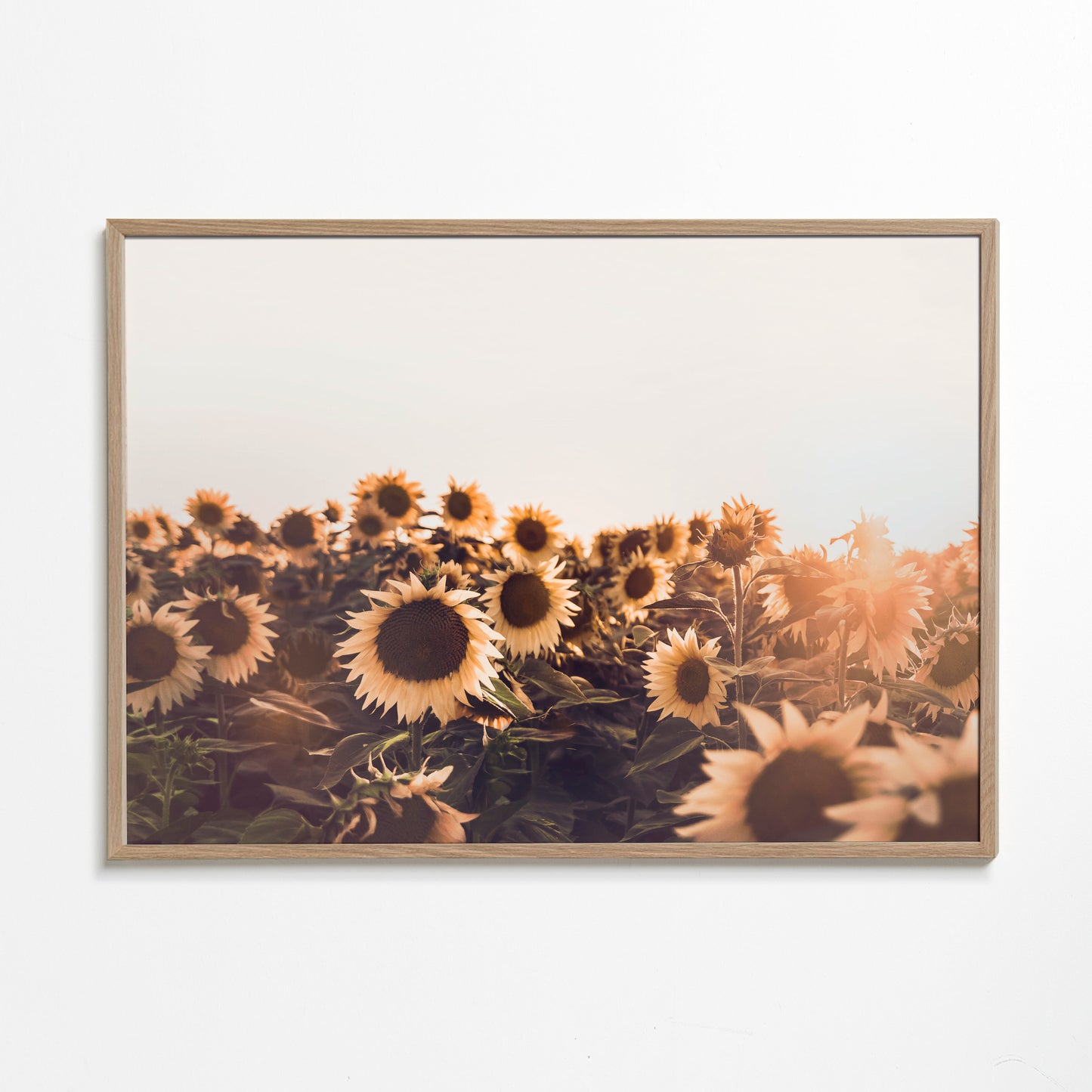 Sunflowers