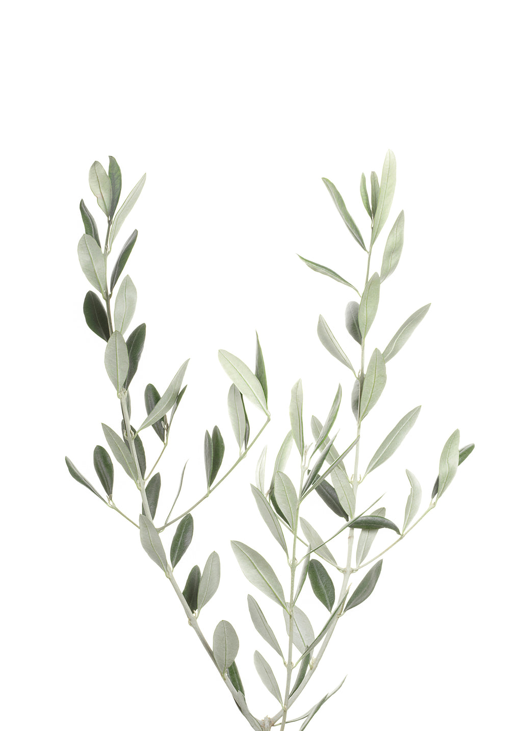 Olive Branch - Unframed art print