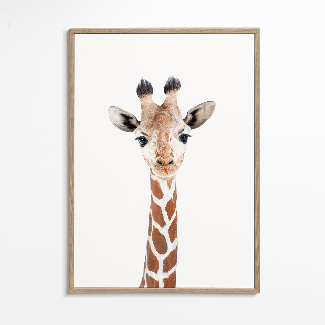 Baby Giraffe