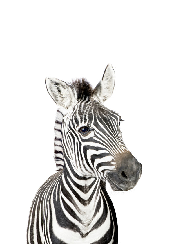 Baby Zebra