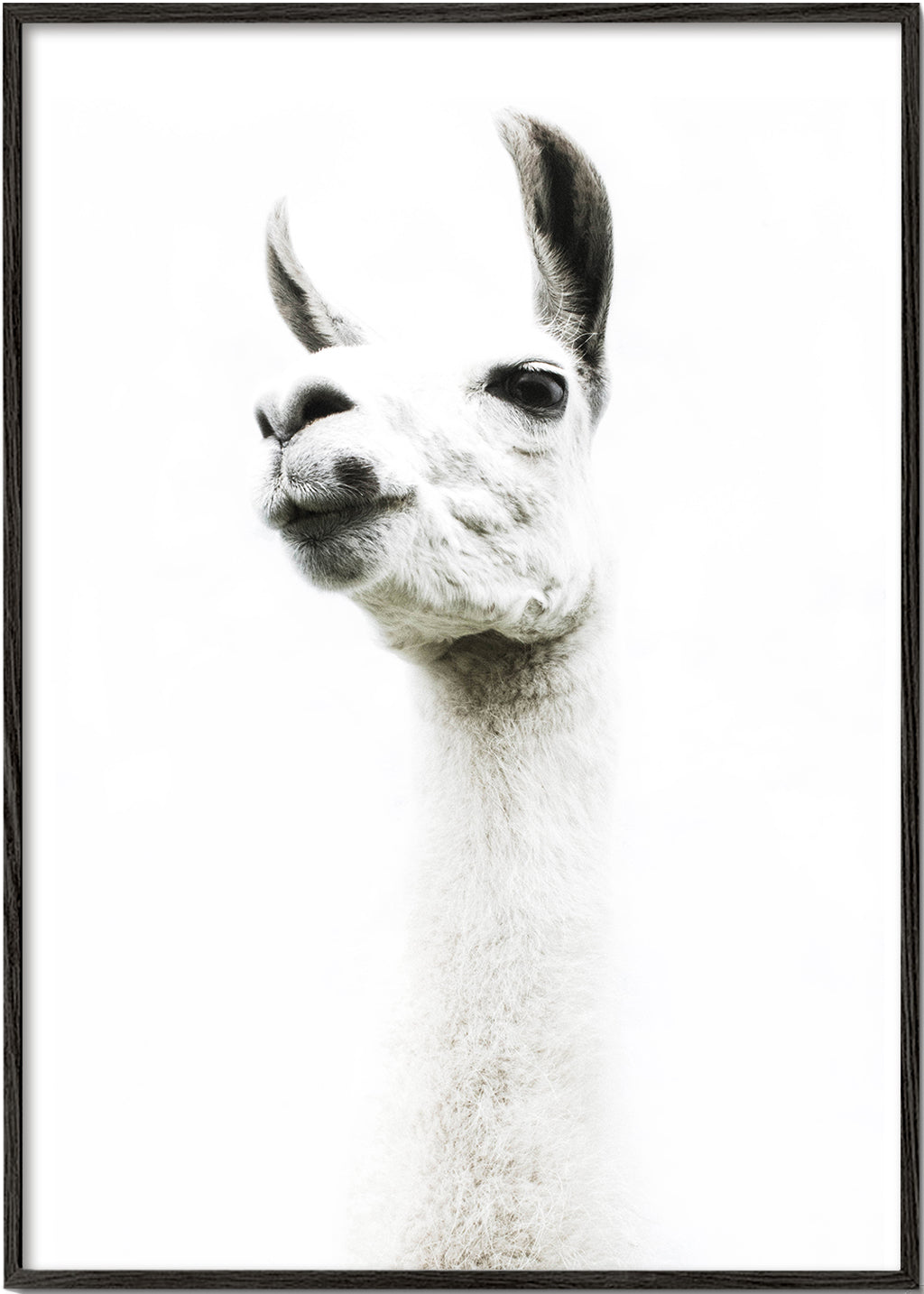 Llama II  2