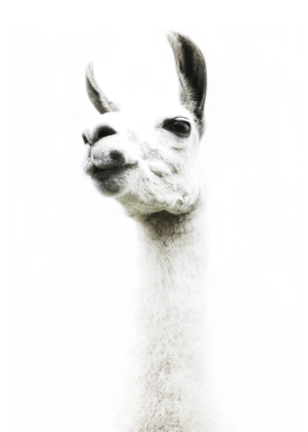 Llama II  2