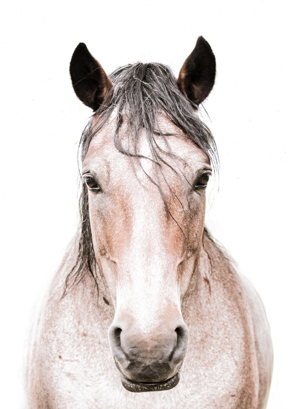Red Horse 2