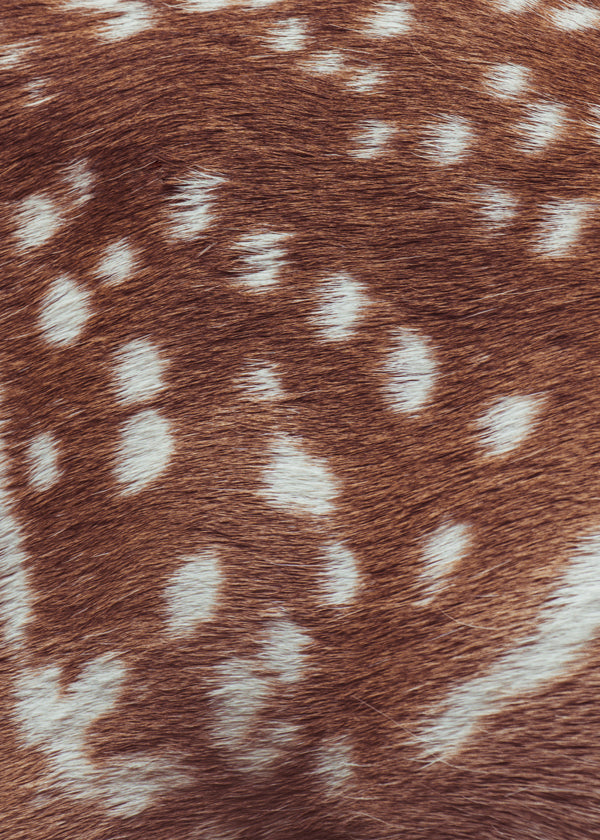 Deer Skin 2