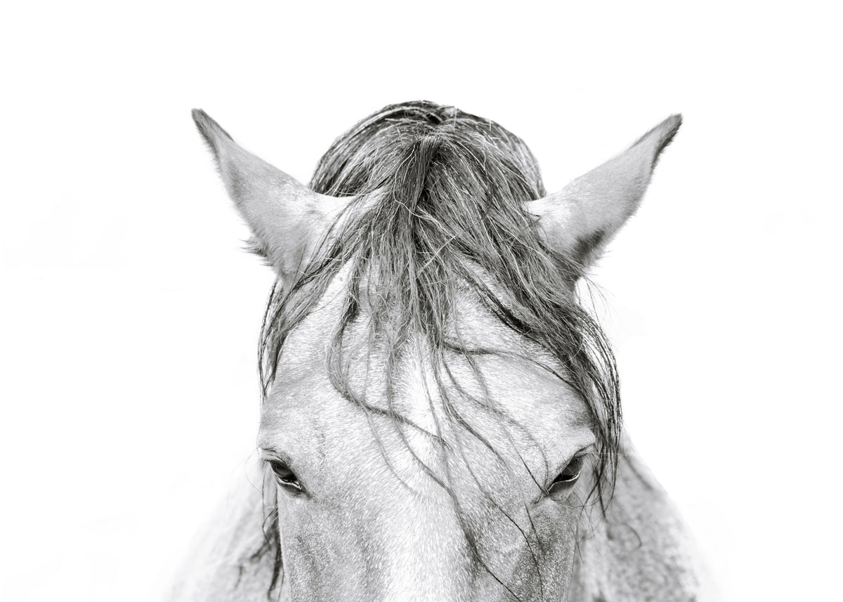 Horses Head 2 - Unframed art print
