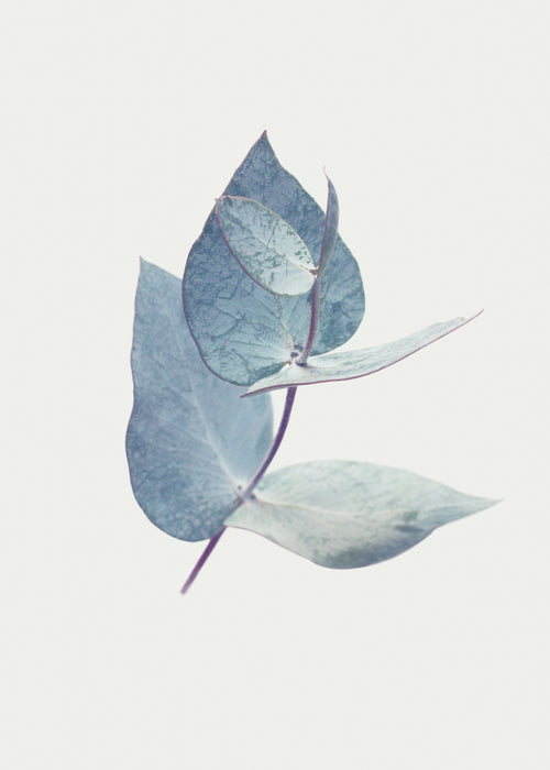 Eucalyptus I - Unframed art print