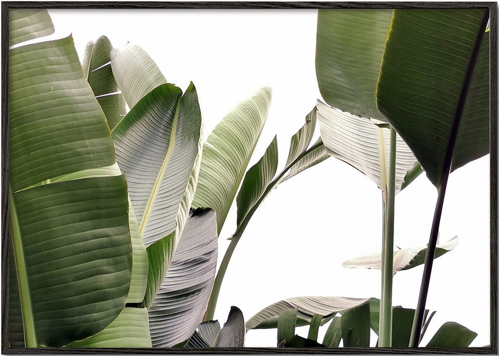 Travellers Palm Leaves 01
