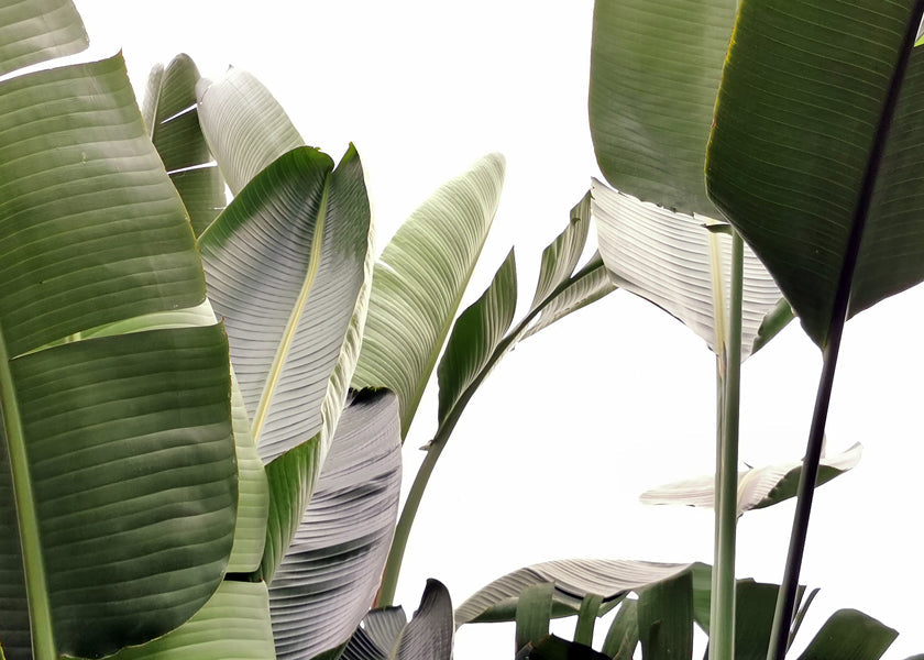 Travellers Palm Leaves 01