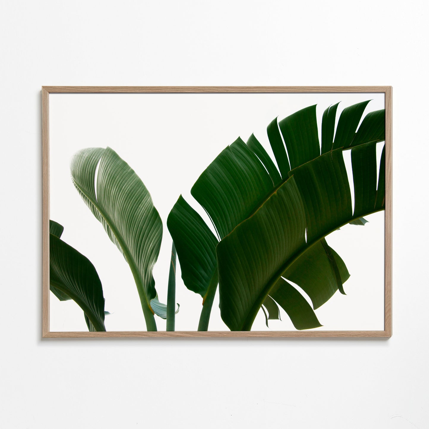 Travellers Palm Leaves 06