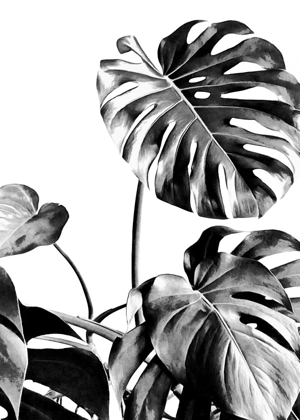 Monstera Black and White 07