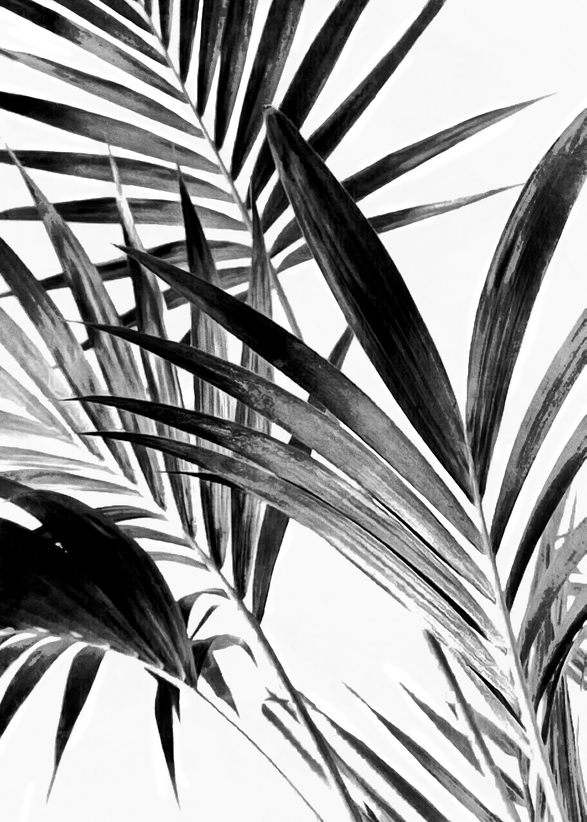 Palm Leaves Black and White 02 - Unframed art print
