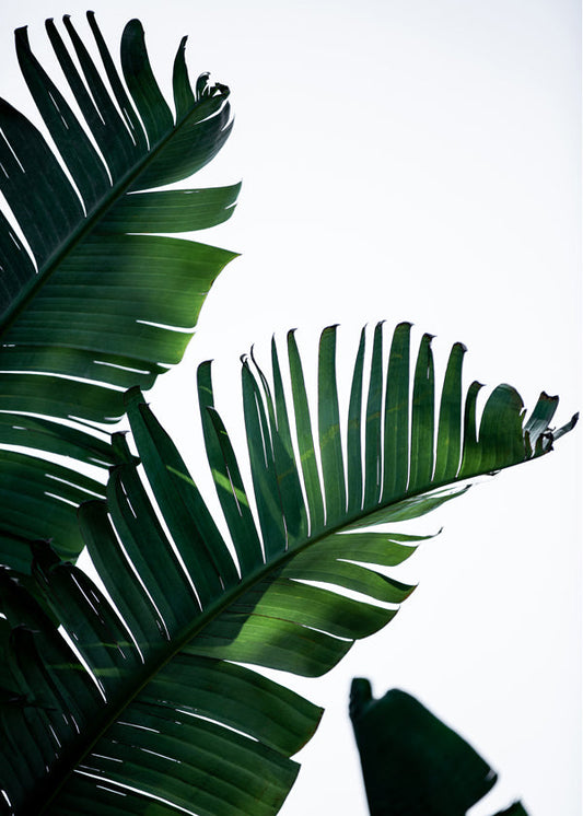 Banana Leaves 10