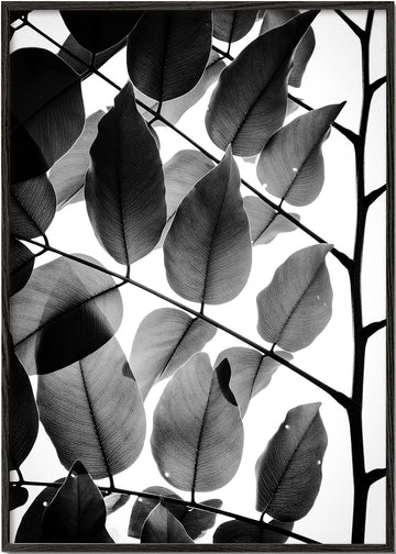 Branches and Leaves II