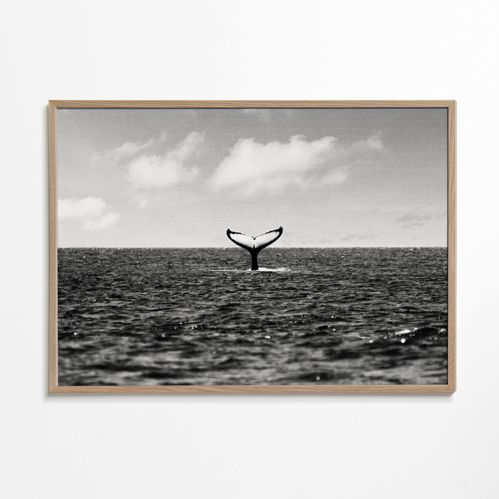 Whale Tail