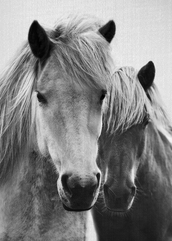 Horses - Black & White 7