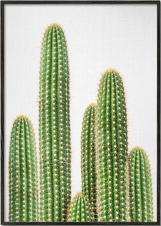 Cactus 2