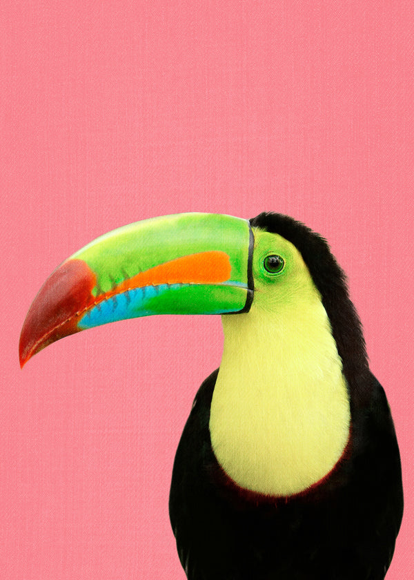 Toucan Bird in Pink