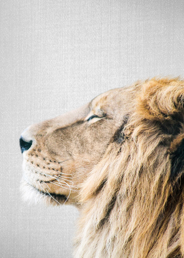 Lion Portrait