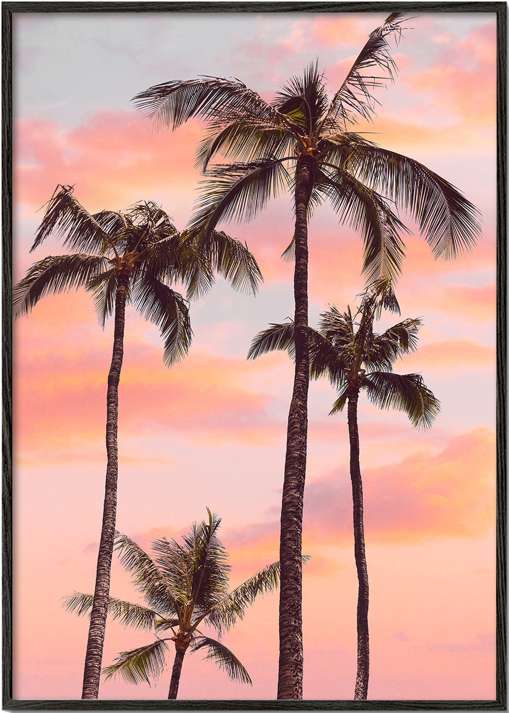 Sunset Palm Trees