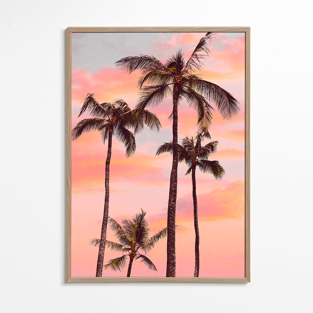 Sunset Palm Trees