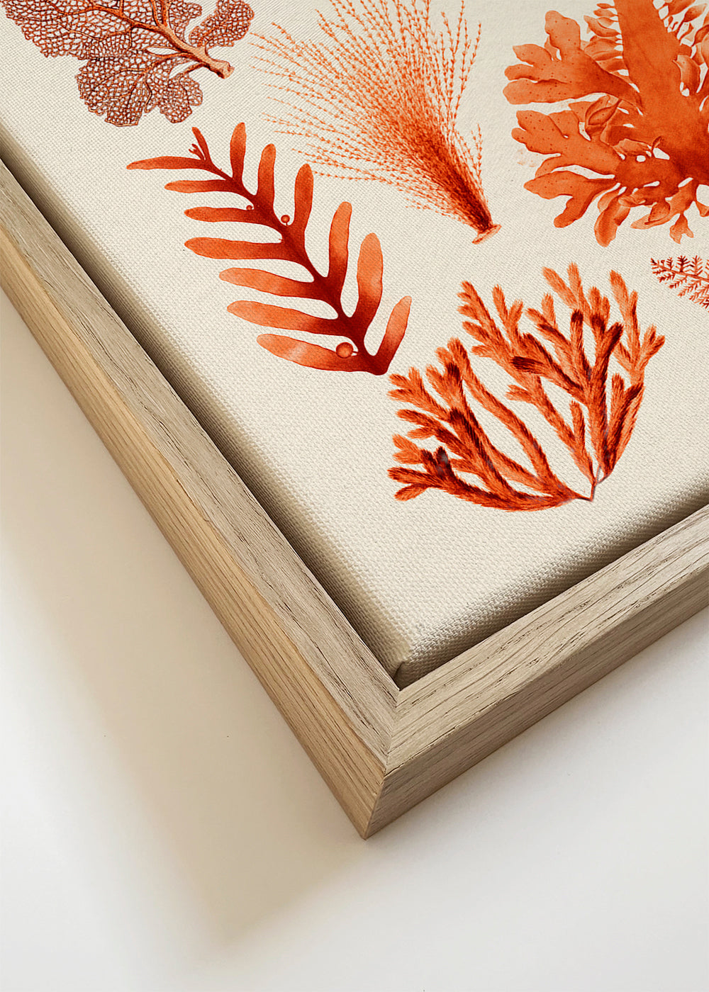 Seaweed & Corals Collection