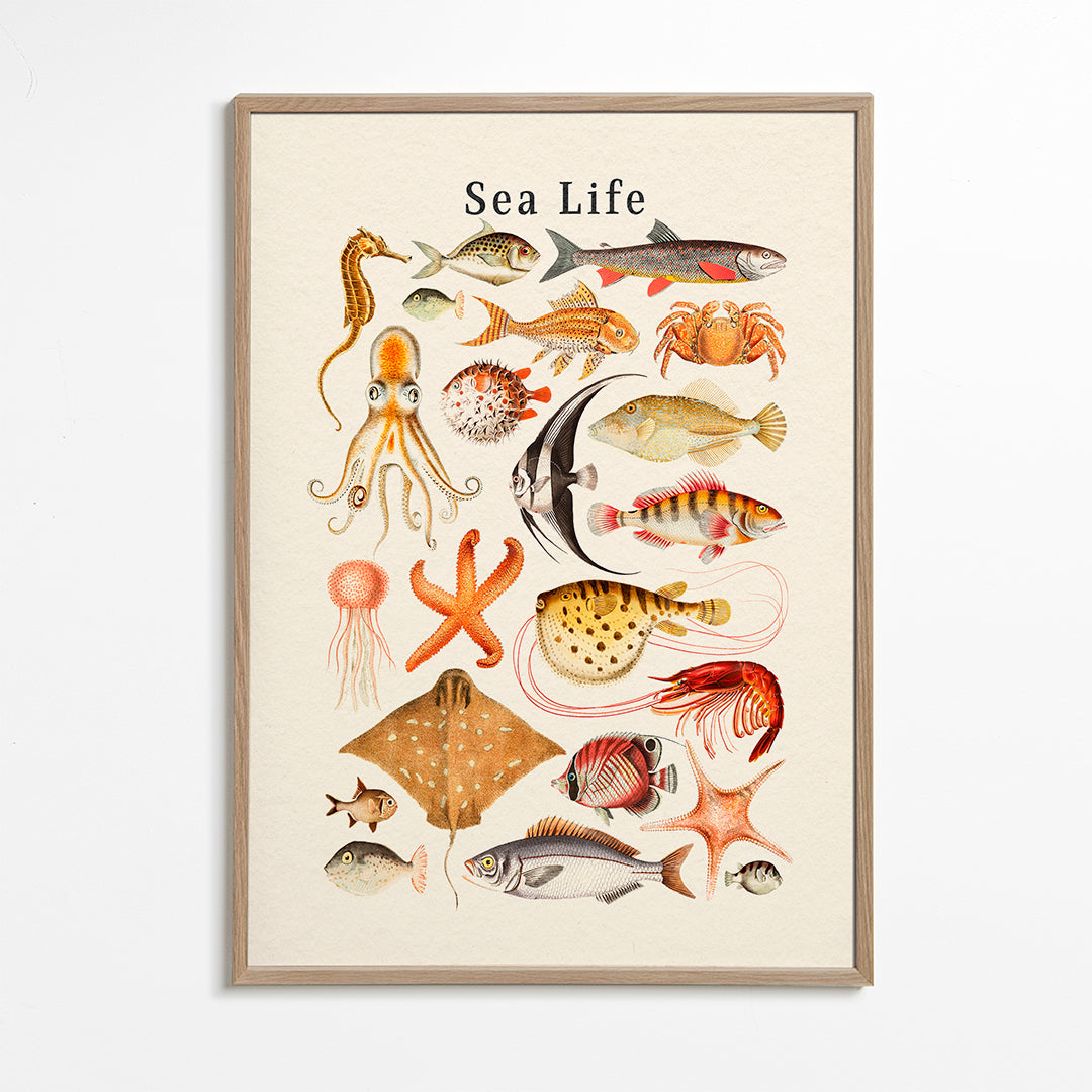 Sea Life Collection