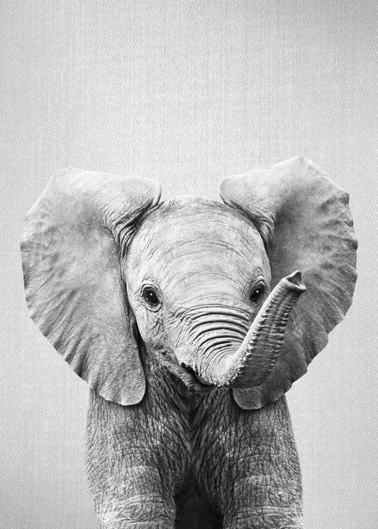 Baby Elephant - Black & White