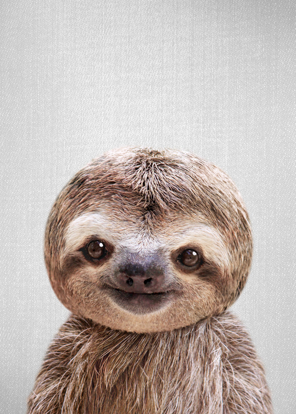 Baby Sloth