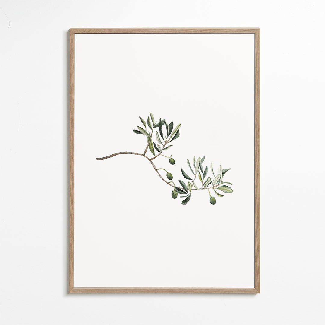 Green Olive Branch