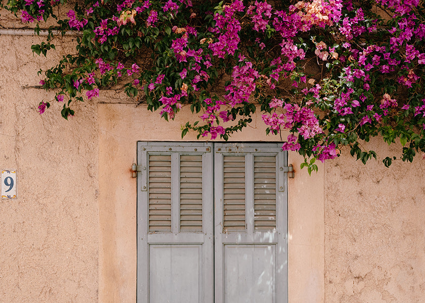 Botanischer Druck: Bougainvillea an alter Tür