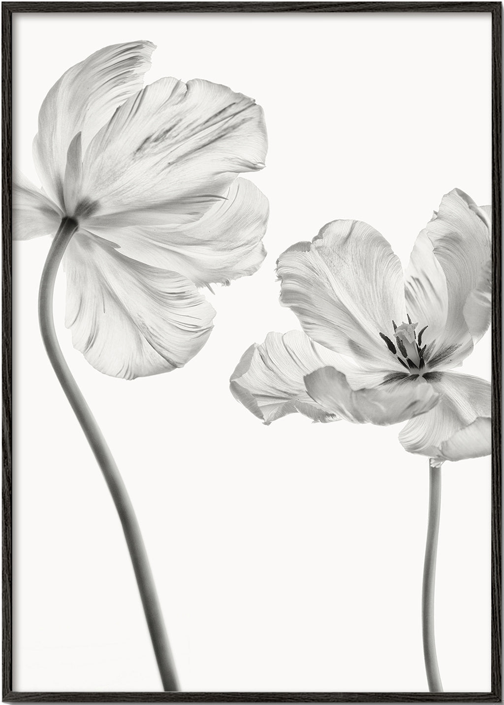 Same tulip  front and backview - Lotte Grønkjær